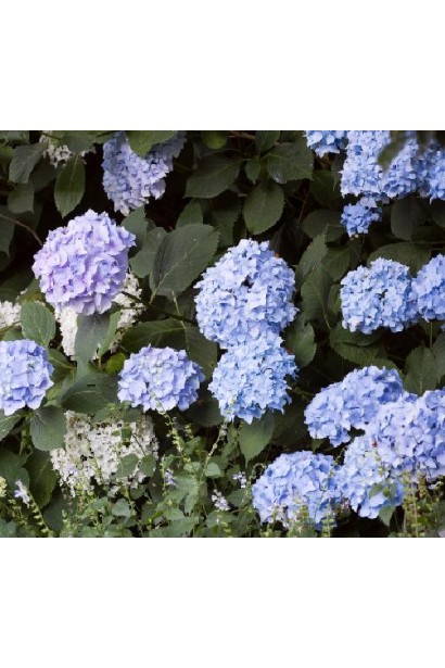 Гортензія широколиста Блю Донау