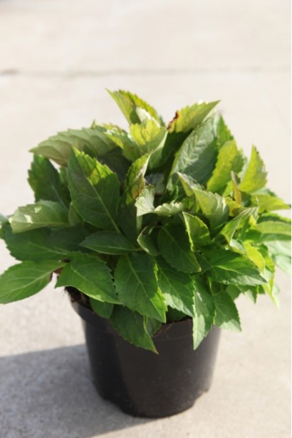 Гортензія Блю Донау контейнер 3 л