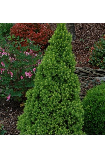 Ель Коника Майголд в ландшафте