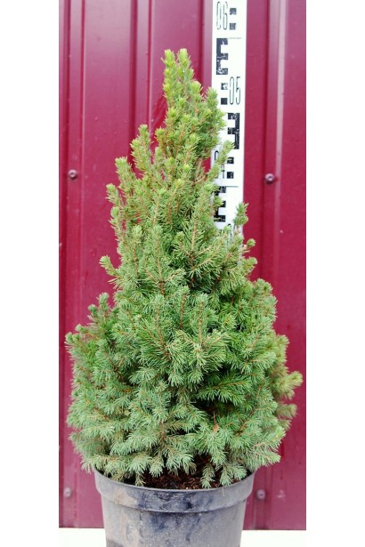 Ель канадская Коника Майголд в горшке 5 л 50-60 см