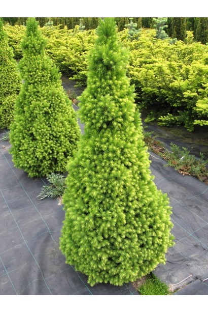 Ель Глаука Коника Майголд конусообразная крона