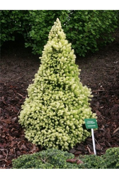 Ель белая Коника Майголд