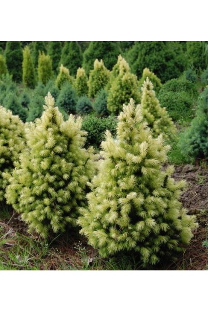 Ель канадская Коника Майголд