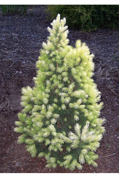 Карликовая ель Коника Майголд