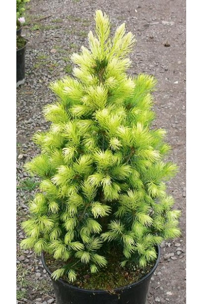 Ель Коника Майголд в горшке