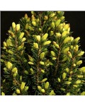 Ялина канадська Коніка Майголд | Ель канадская Коника Майголд | Picea glauca Conica Maigold