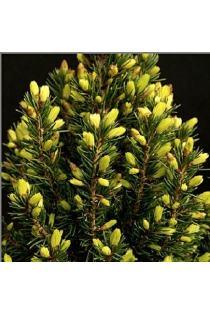 Ель Коника Майголд хвоя с молодым приростом