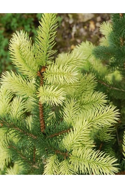 Ель Коника Майголд золотисто-желтый молодой прирост хвои