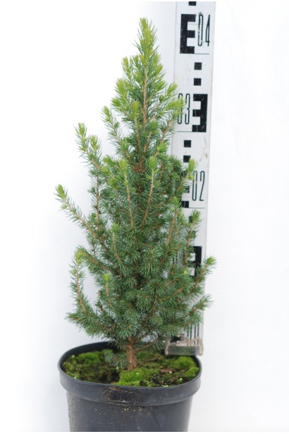 Ель Коника Майголд саженец 35-45 см