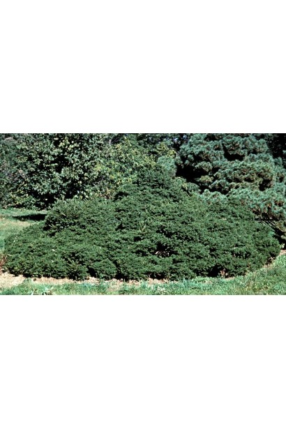 Picea abies Maxwellii