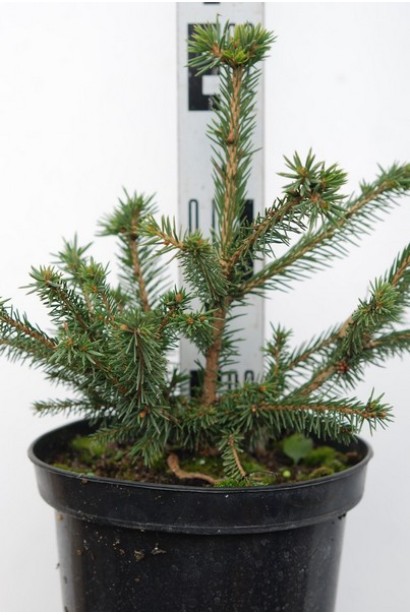 Ялина звичайна Максвеллі контейнер 3 л 15-20 см