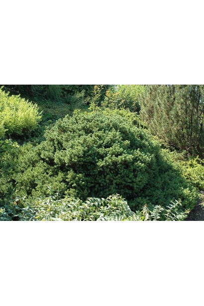 Ялина звичайна Maxwellii