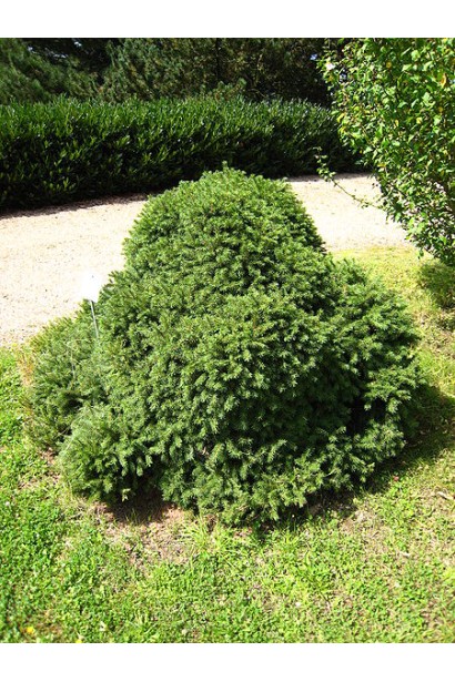 Ялина звичайна / європейська Максвеллі 