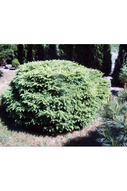 Ялина європейська Максвеллі в ландшафті