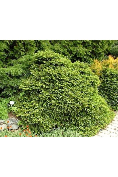 Ялина Максвеллі сплюснуто-конусоподібна крона