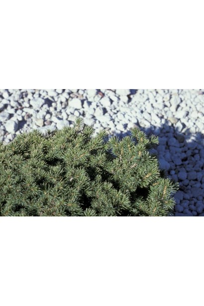 Ялина звичайна Максвеллі жовтувато-зелена хвоя