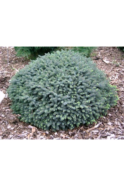 Ель черная Нана