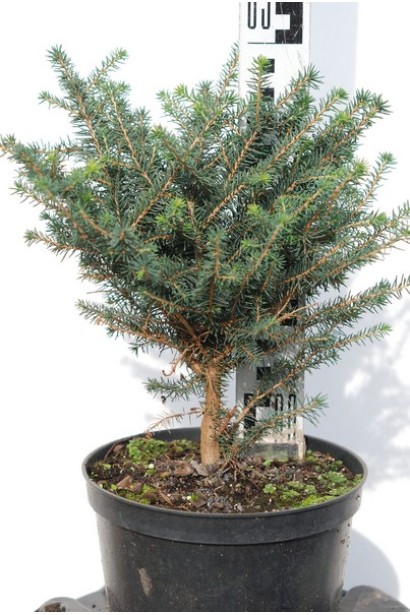 Ель черная Нана саженец 25-30 см