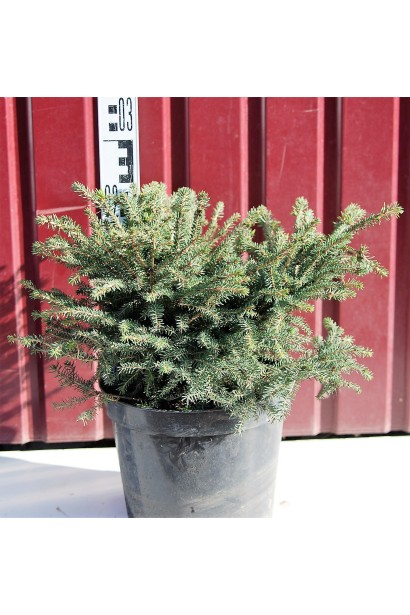 Ель черная Нана контейнер 3 л