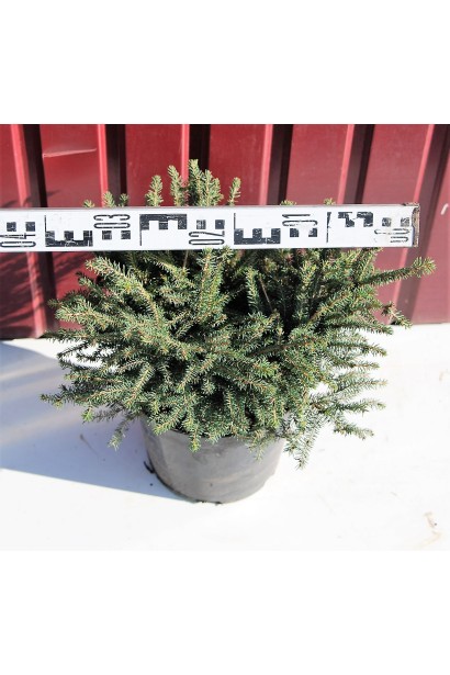 Ель черная Нана диаметр кроны 30-40 см