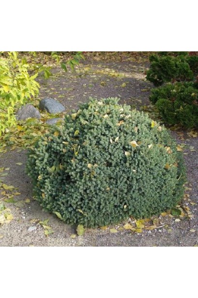 Ель черная Нана карликовый сорт