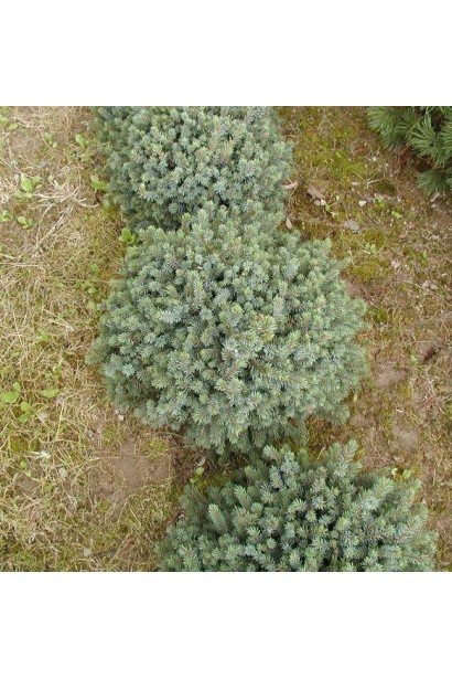 Picea mariana Nana