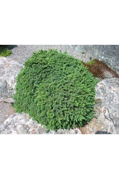 Ель черная Нана в ландшафте