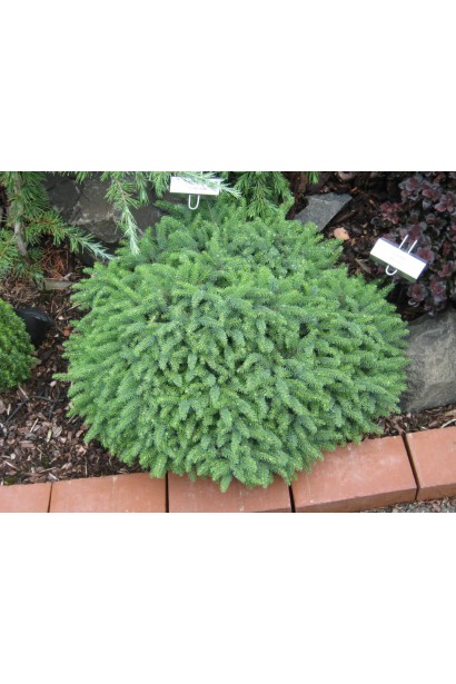 Ель черная Нана на клумбе