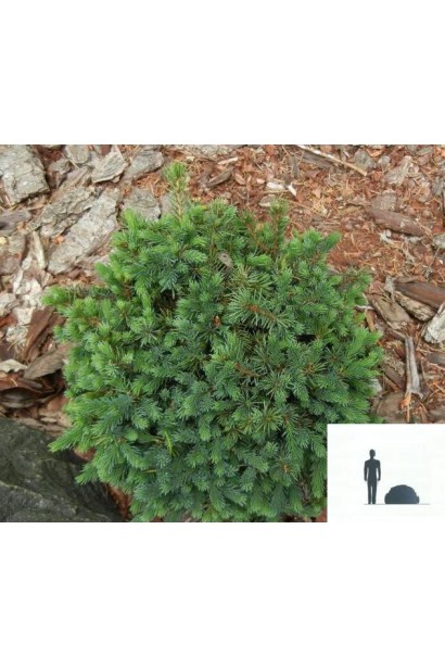 Ель черная Nana