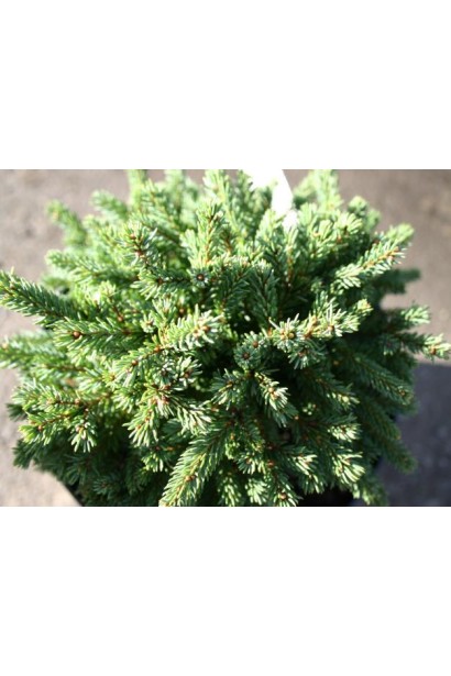 Ель черная Нана густая и тонкая хвоя