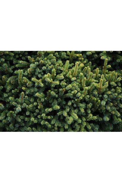 Ель черная Нана голубовато-зеленая хвоя с серебристым оттенком