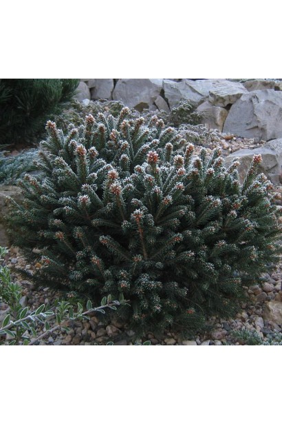 Ель черная Нана полушаровидный хвойник