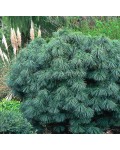 Сосна гімалайська Нана | Сосна гималайская Нана | Pinus wallichiana Nana