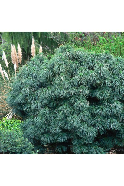 Сосна гімалайська Нана – карликовий хвойник із декоративною хвоєю.