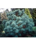 Сосна гималайская Нана | Сосна гімалайська Нана | Pinus wallichiana Nana