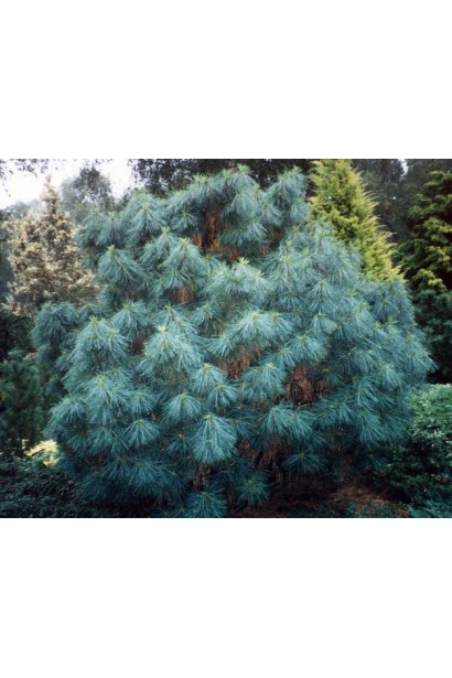 Pinus wallichiana Nana – компактна форма гімалайської сосни.
