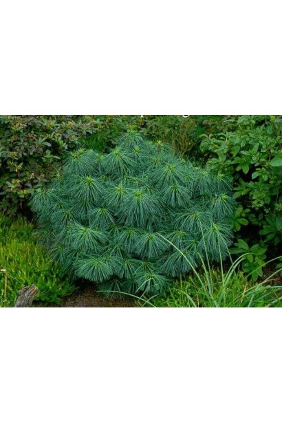 Pinus wallichiana Nana – декоративний сорт із короткою густою хвоєю.