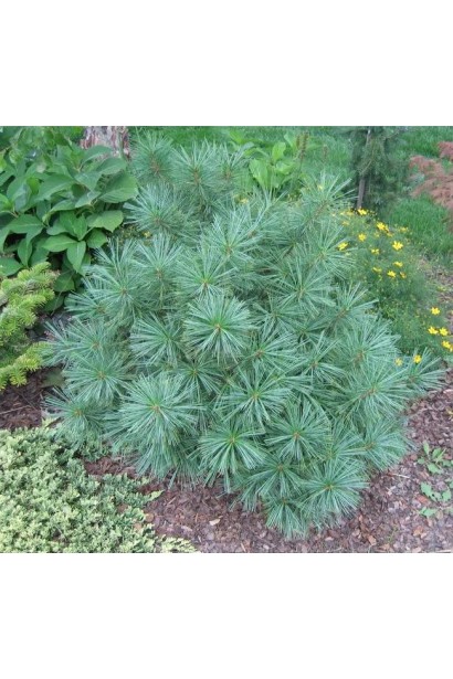 Сосна гімалайська Нана – карликова форма для створення акцентів у саду.