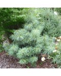 Сосна гімалайська Нана | Сосна гималайская Нана | Pinus wallichiana Nana