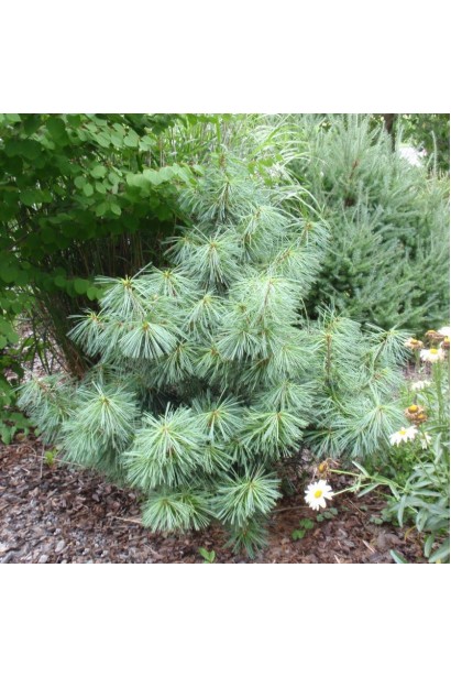 Сосна гімалайська Нана – ідеальна для маленьких садів і рокаріїв.