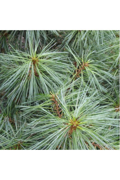 Хвоя сосни гімалайська Нана 