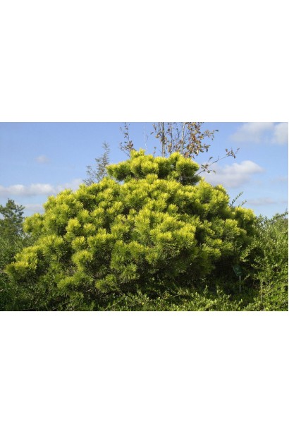 Сосна Офір із змінним відтінком хвої.