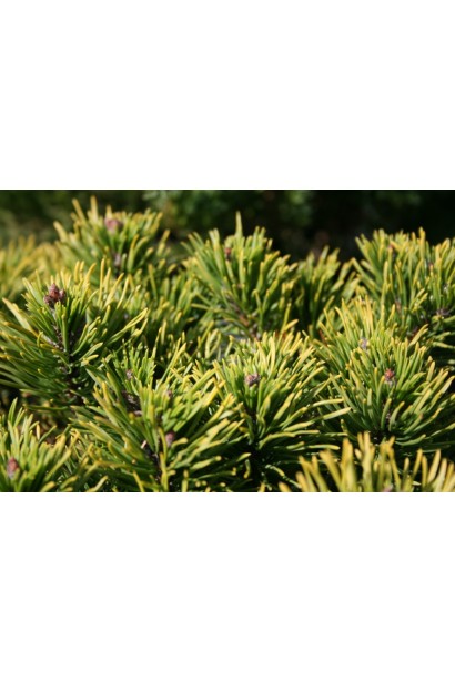 Сосна Офір із золотистою зимовою хвоєю.