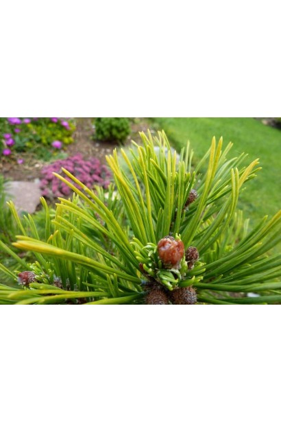 Сосна гірська Офір 