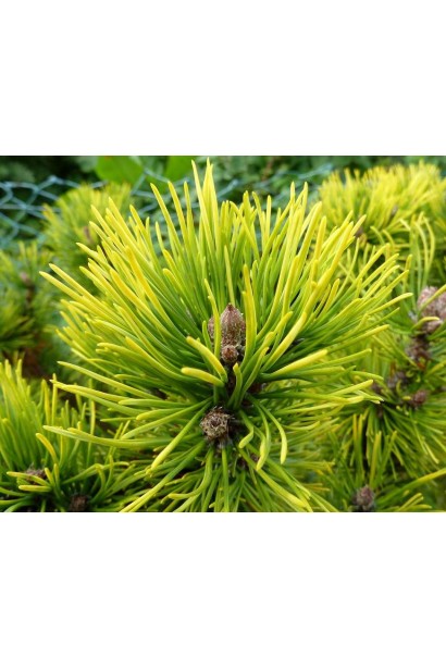 Сосна гірська Офір - Хвоя