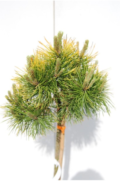 Pinus mugo Ophir