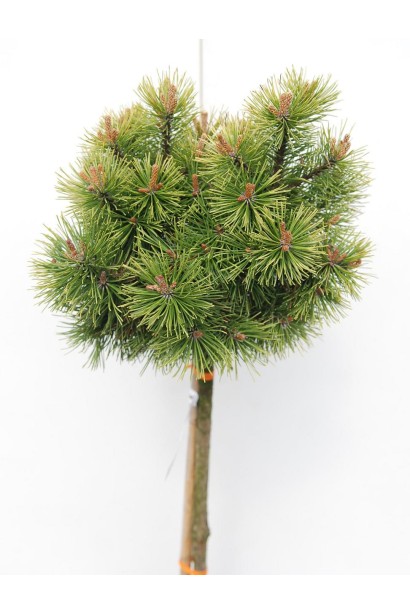 Гірська сосна Офір на штамбі