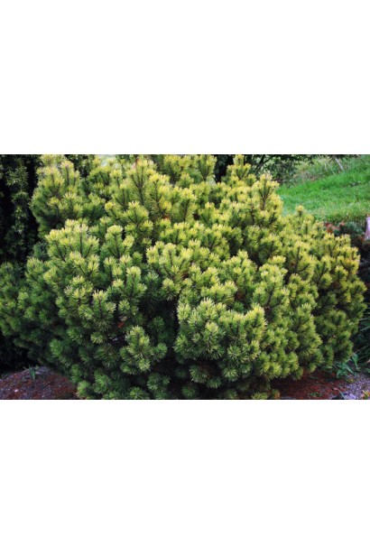 Ефектна сосна гірська Офір для прикраси саду.