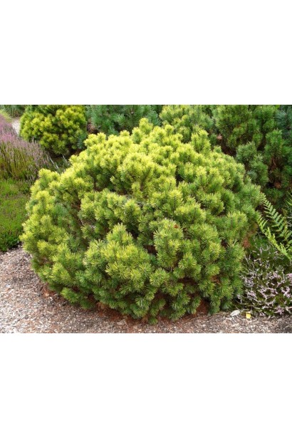 Хвойна рослина Офір для декоративних композицій.