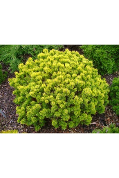 Гірська сосна Офір – золотий акцент у саду.